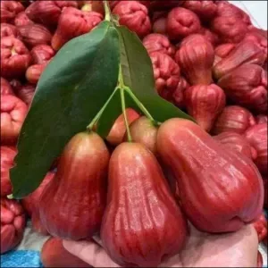 Red plums