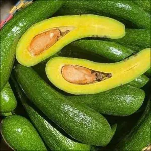 Avocado